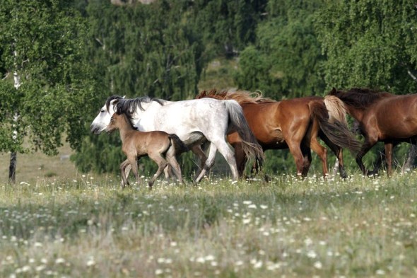 Başkurt Atları - Fotoğraf : Andrew Wheeler